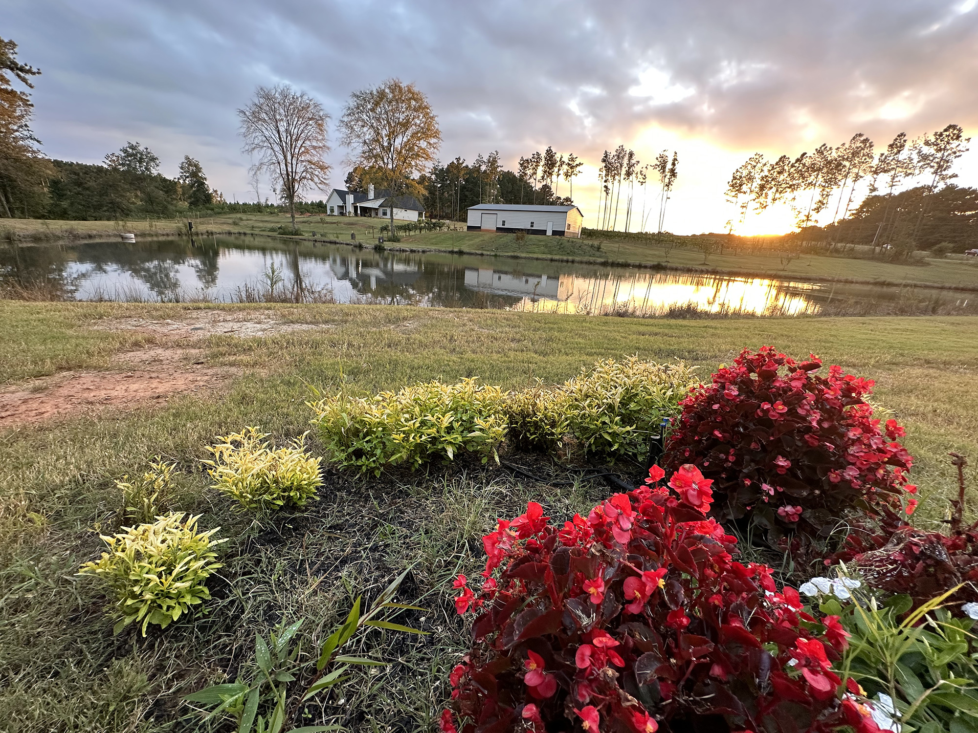 Pond and orchard at sunset at Wandalands Vineyard & Orchards in Jackson, Georgia