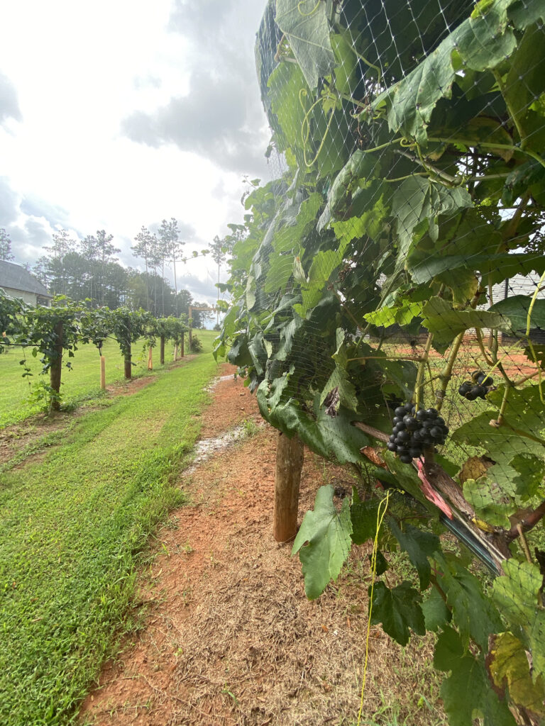 A grass path between planted vineyard rows at Wandalands
