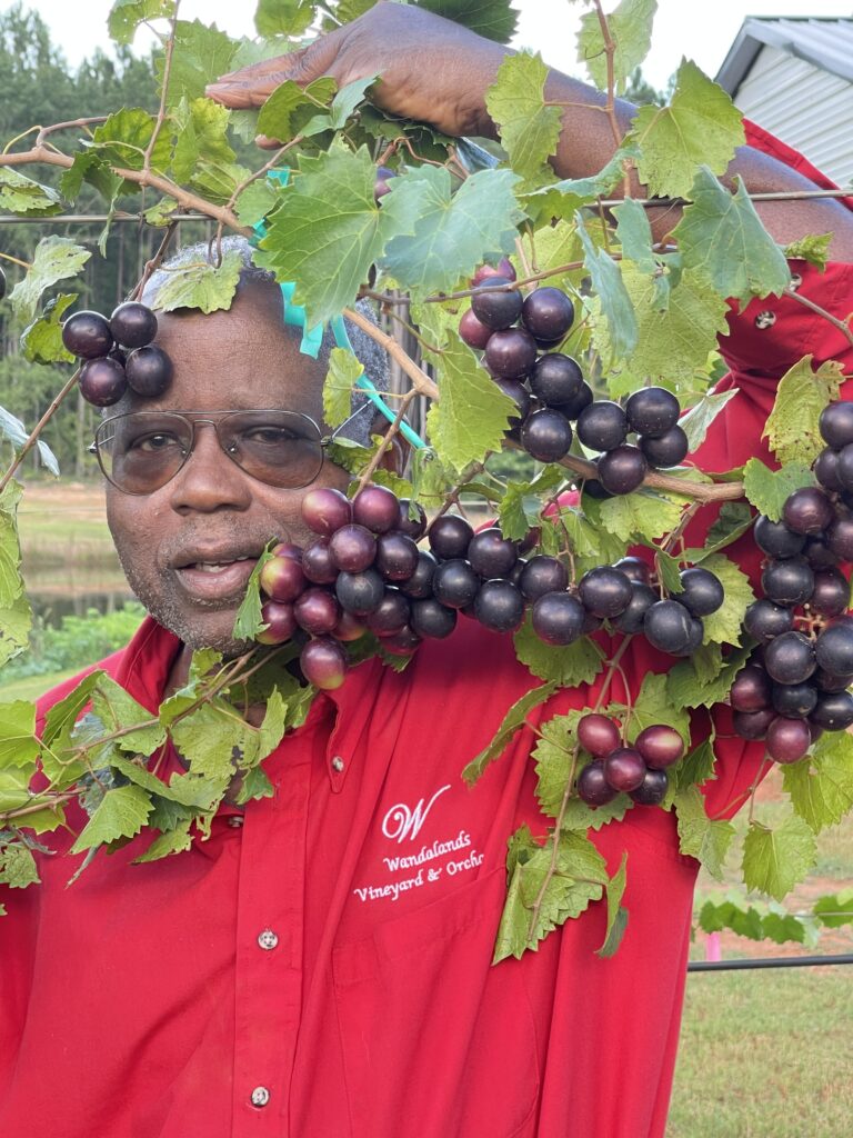 A cluster of ripe muscadines on the vine at Wandalands
