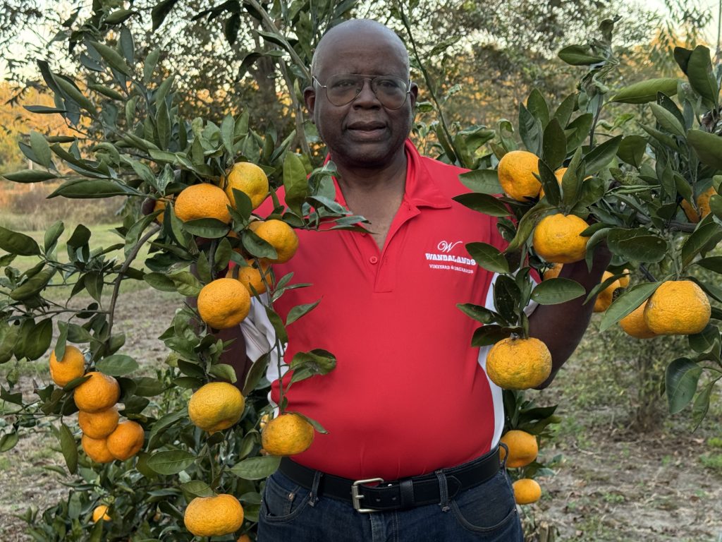 Grower tending a citrus tree at Wandalands