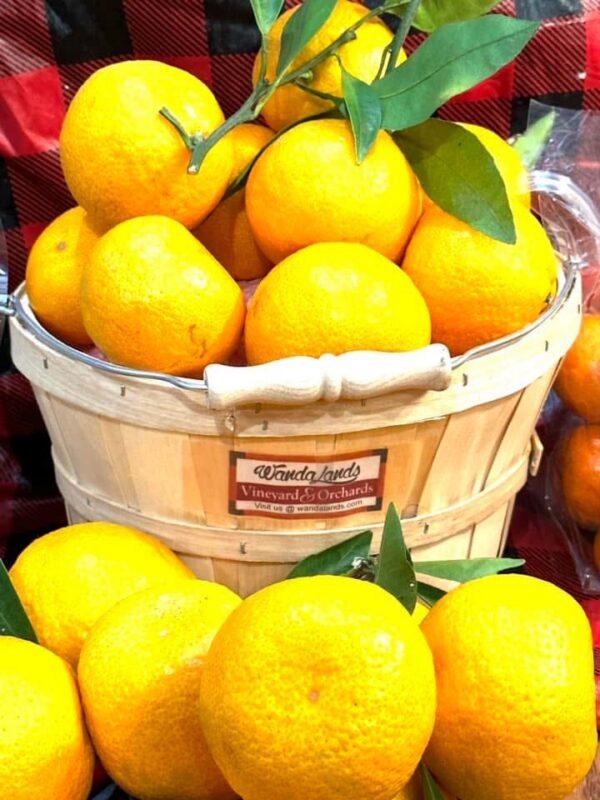 Basket of Georgia-grown citrus