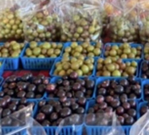 Fresh muscadine grapes