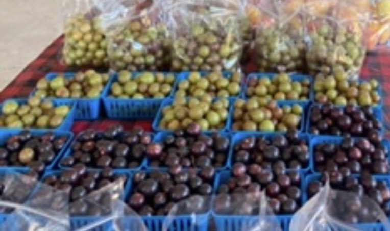 Fresh muscadine grapes