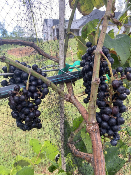 Fruit picking in Georgia