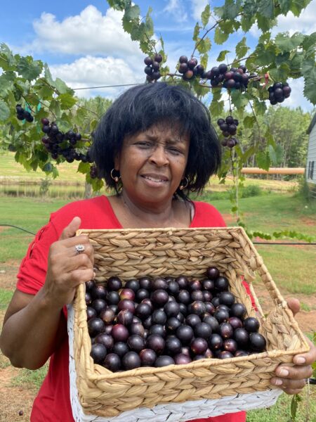 A Wandalands team member holding a basket of freshly picked muscadines in the vineyard